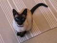 /album/fotogaleria/a250px-siamese-cat-sitting-jpg/