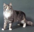 /album/fotogaleria/maine-coon-cat-wallpaper-pictures-04-jpg/