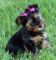 /album/fotogaleria/yorkshireterrier-bella-jpg/
